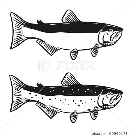 Salmon fish illustration isolated on white background. 69949173