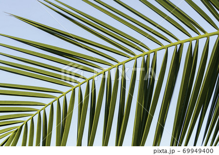 Palm branches on a background of blue sky 69949400