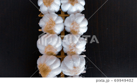 Fresh harvesting garlic tied in bunches. Dried decorative garlic on the dark background 69949402