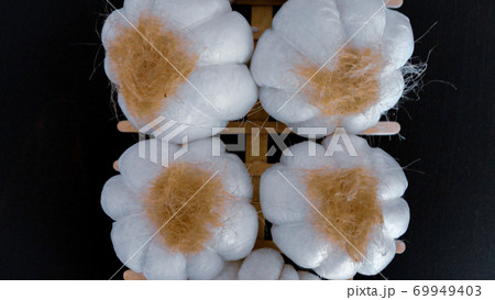 Fresh harvesting garlic tied in bunches. Dried decorative garlic on the dark background 69949403