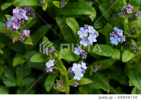 Small blue flowers on the back yard Small blue flowers on the back yard 69949730