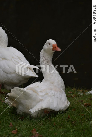 A white goose with blue eyes and an orange beak sits on grass in front of a pond 69949829