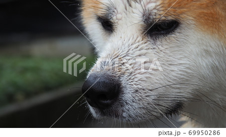 びしょ濡れでさみしそうな秋田犬の写真素材