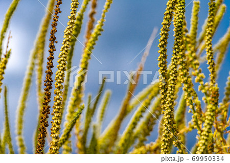 Closeup picture of yellow wild grass with seed. Blue sky background. Picture from Malmo, Sweden 69950334
