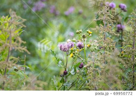 Beautiful violet wild flower with a bumblebee. Picture from Scania, southern Sweden 69950772