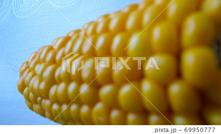 Homemade golden sweet corn cob ready to eat on the white table. Boiled yellow sweet corn cobs on white background 69950777