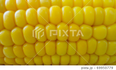 Homemade golden sweet corn cob ready to eat on the white table. Boiled yellow sweet corn cobs on white background Homemade golden sweet corn cob ready to eat on the white table. Boiled yellow sweet corn cobs on white background 69950779