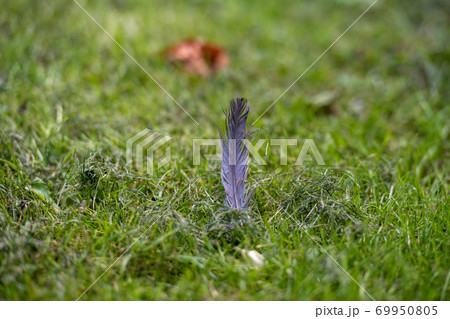 A closeup picture of a bird feather in green grass A closeup picture of a bird feather in green grass 69950805