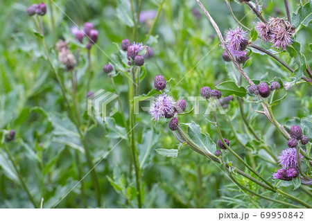 Beautiful violet wild flower with a bumblebee. Picture from Scania, southern Sweden Beautiful violet wild flower with a bumblebee. Picture from Scania, southern Sweden 69950842