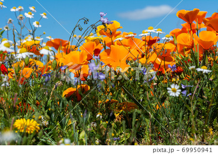 Amazing yellow, orange, blue, and white flowers on a field with a clear blue sky as a background. Picture from Malmo, southern Sweden Amazing yellow, orange, blue, and white flowers on a field with a clear blue sky as a background. Picture from Malmo, southern Sweden 69950941