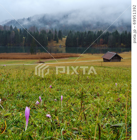 Autumnal flowers on meadow near alpine lake Geroldee or Wagenbruchsee, Bavaria, Germany 69951392