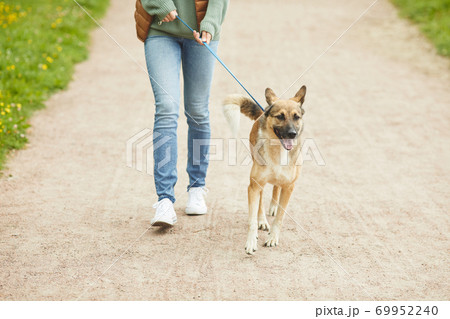 Owner walking with pet Owner walking with pet 69952240