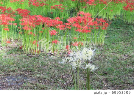 咲き誇る深紅の中に白い彼岸花 咲き誇る深紅の中に白い彼岸花 69953509