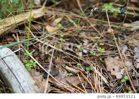 Ground in forest covered with coniferous needles and branches. Ground in forest covered with coniferous needles and branches. 69953521