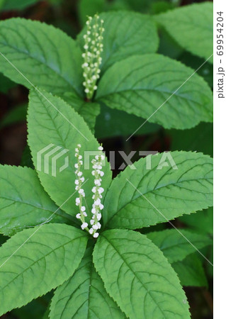 フタリシズカ 二人静 山野草の写真素材