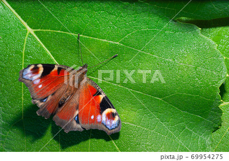 butterfly sitting on green leaves butterfly sitting on green leaves 69954275