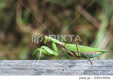 ハラビロカマキリ ハラビロカマキリ 69954606