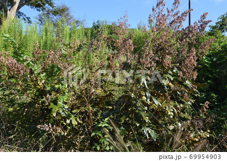 タケニグサの実(タネ) タケニグサの実(タネ) 69954903