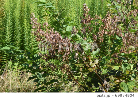 タケニグサの実(タネ) タケニグサの実(タネ) 69954904