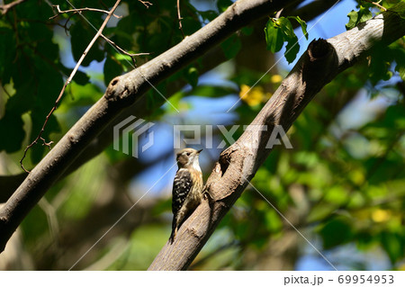 コゲラ コゲラ 69954953