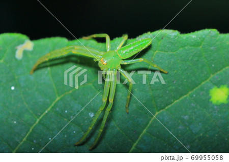 ワカバグモ クモ カニグモ科の写真素材