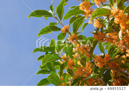 キンモクセイの花 69955527