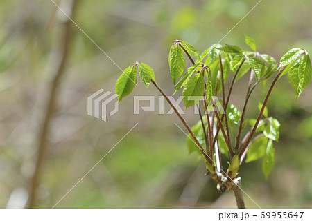 コシアブラ 69955647