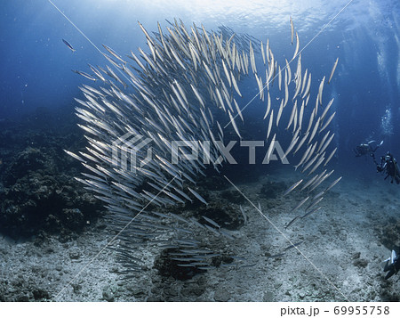 カマスの群れ 69955758