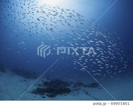 グルクンの群れ 69955801