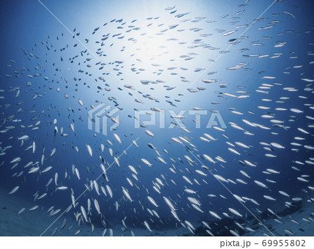 グルクンの群れ 69955802