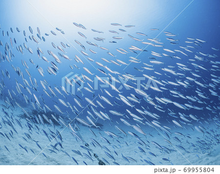 グルクンの群れ 69955804