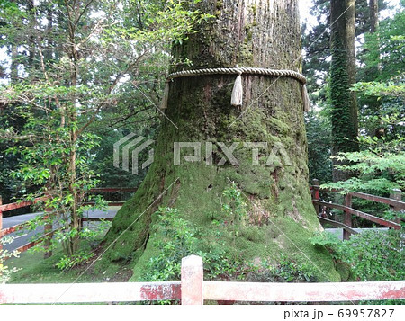 苔むした大樹 神奈川県箱根神社安産杉 Mossy Great Tree At Hakoneの写真素材