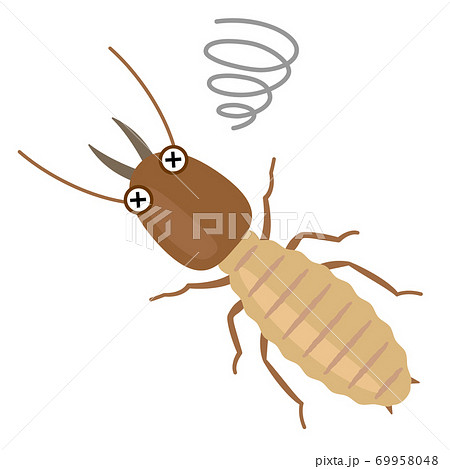 瀕死のシロアリ 害虫駆除 瀕死のシロアリ 害虫駆除 69958048