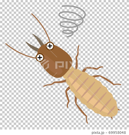 瀕死のシロアリ 害虫駆除 瀕死のシロアリ 害虫駆除 69958048