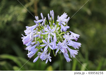 アガパンサス 69958256