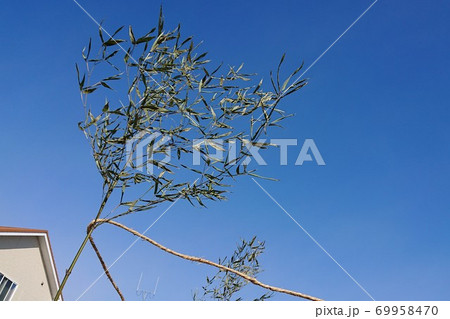 地鎮祭の青竹と青空/Sacred bamboo under the blue sky 69958470