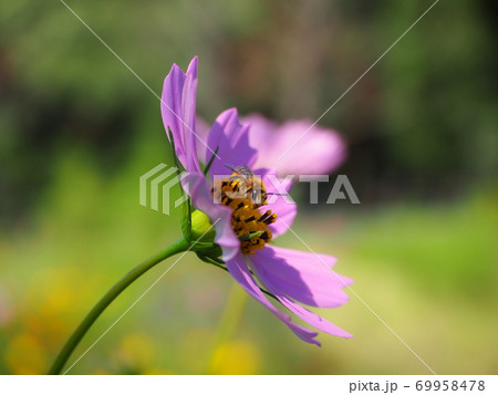 コスモスに止まるハナバチ 69958478