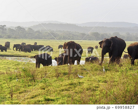 スリランカの象たち 69958827