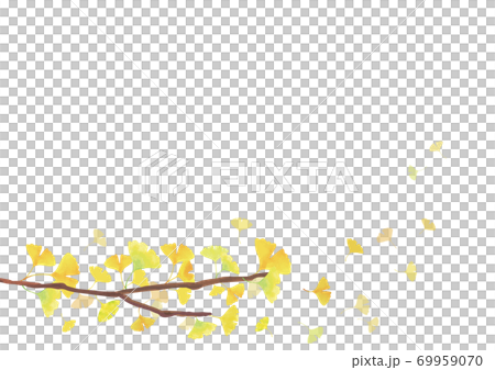 秋季背景材料銀杏樹枝底部裝飾白色背景 水平a3 比例 插圖素材 圖庫