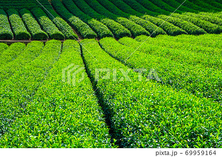 宇治茶の里の茶畑 69959164