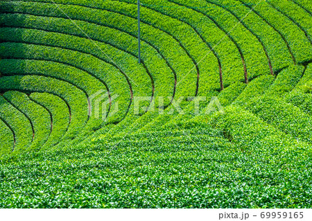 宇治茶の里  原山の茶畑 69959165