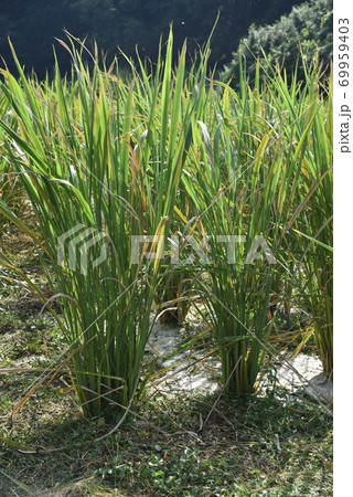 マコモダケ（真菰筍）栽培 69959403