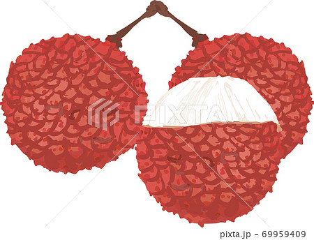 リアルでシンプルなライチのイラストのイラスト素材