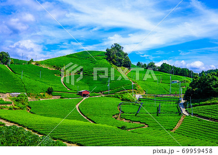 宇治茶の里 石寺の茶畑 宇治茶の里 石寺の茶畑 69959458