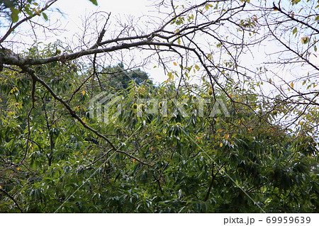 クリの実 クリの実 69959639