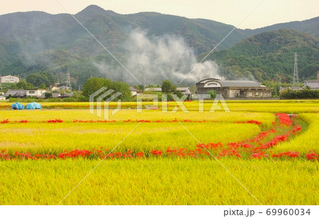 黄金色の田んぼと彼岸花 和歌山県海草郡紀美野町 黄金色の田んぼと彼岸花 和歌山県海草郡紀美野町 69960034