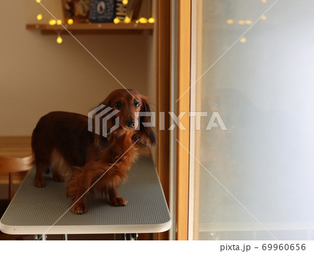 お手入れをするダックスフンド 69960656