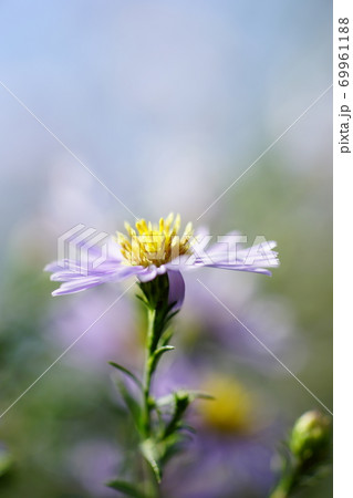 孔雀草 69961188
