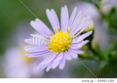 孔雀草 孔雀草 69961189