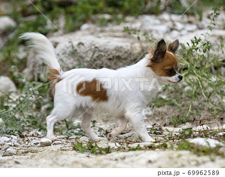 chihuahua in nature 69962589